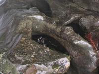 Albums/20060200-New Zealand 2006/20060210-Te Anau to Milford/22